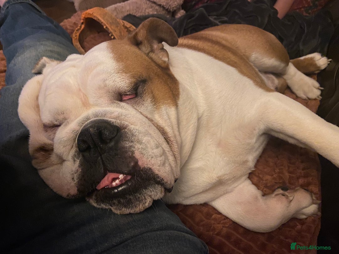 English Bulldog dogs for sale: Bulldog  - Image 12