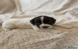 English Springer Spaniel dogs for sale: English springer spaniel  - Image 5