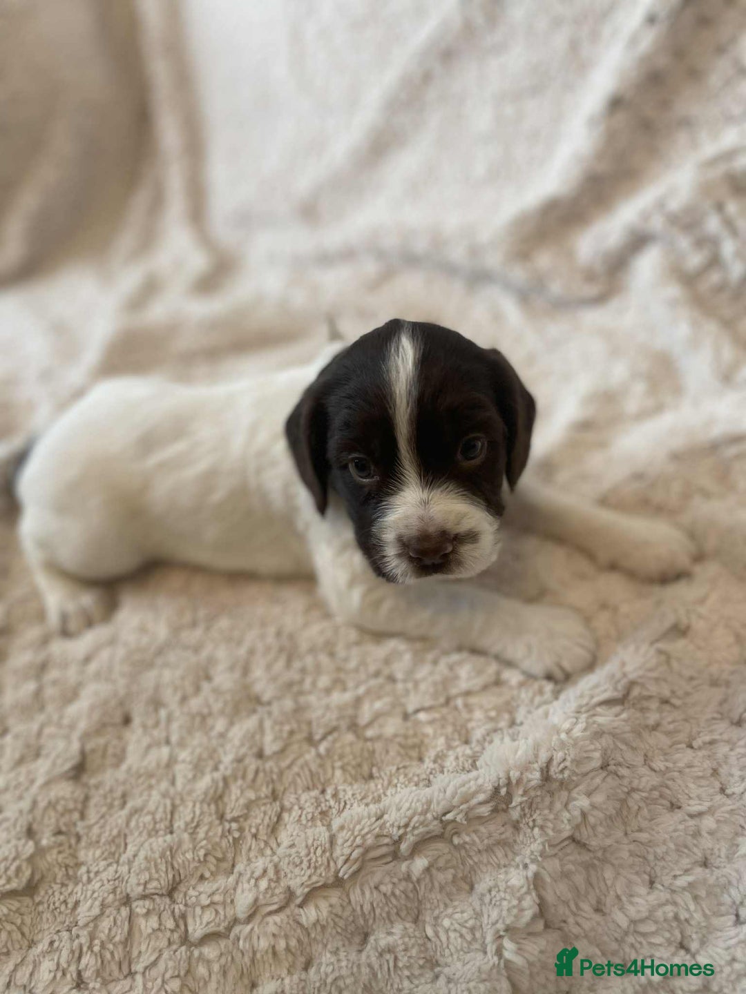 English Springer Spaniel dogs for sale: English springer spaniel  - Image 5