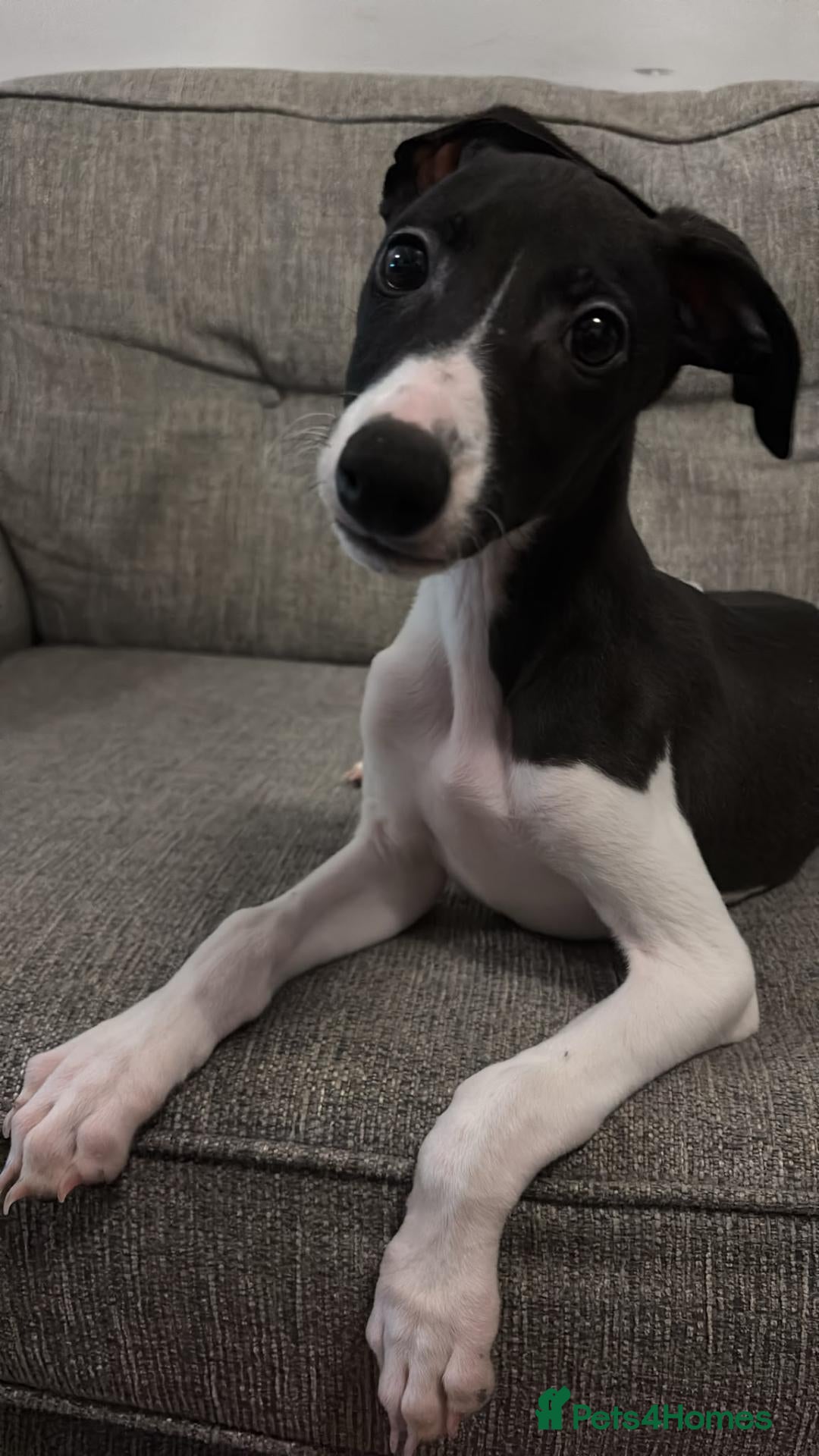 Whippet dogs LAST STUNNING BLACK & WHITE BOY  - Advert 2