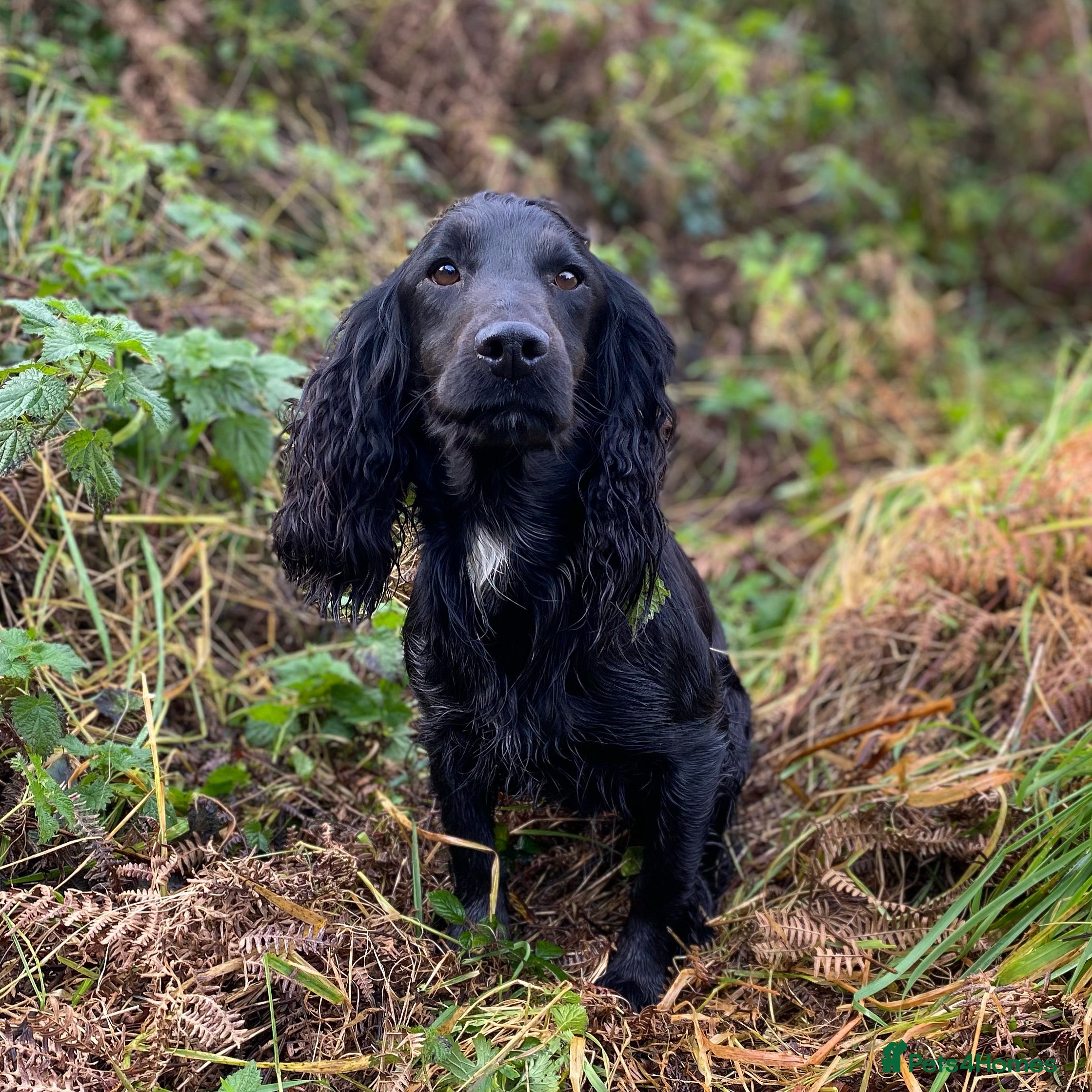 Cocker Spaniel dogs Ammerdown Galahad - Health Tested Stud in Frome - Advert 5
