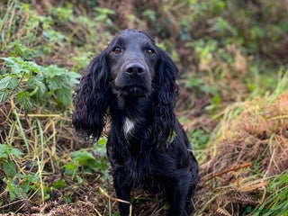 Cocker Spaniel dogs in Frome - Advert 27