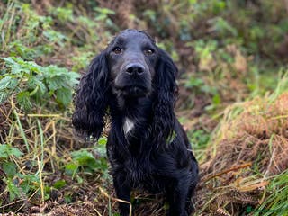 Cocker Spaniel dogs Ammerdown Galahad - Health Tested Stud in Frome - Advert 22