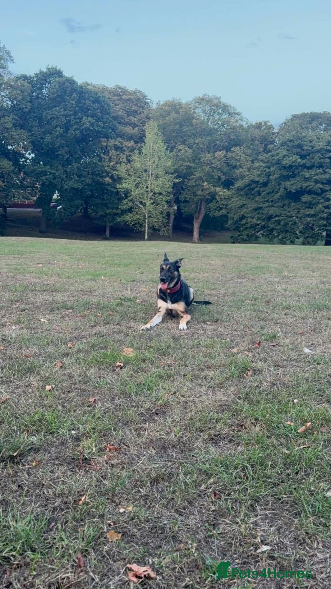 German Shepherd dogs Sell nala - Advert 4