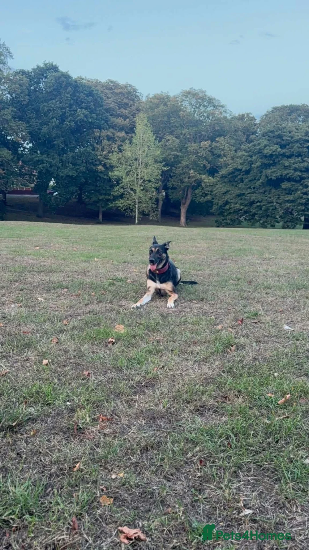 German Shepherd dogs for sale: Sell nala in Mexborough - Advert 1