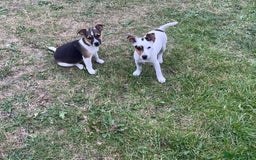 Jack Russell dogs for sale: Jack Russel puppies for sale - Image 1