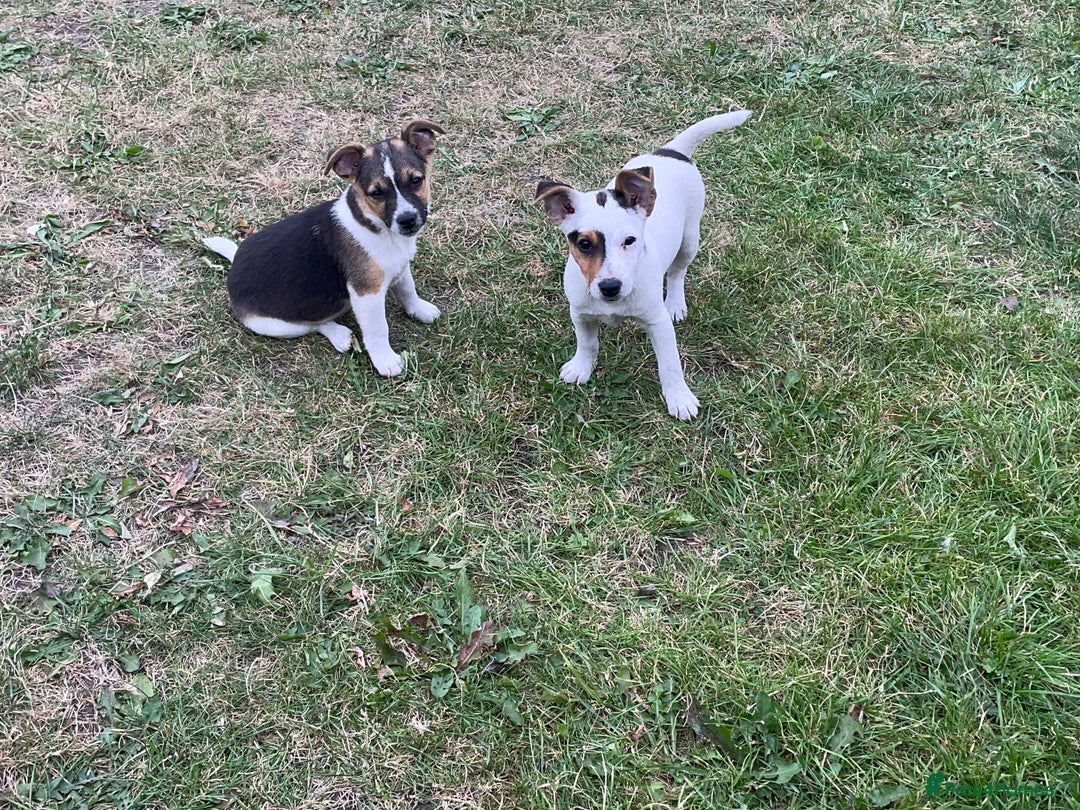 Jack Russell dogs for sale: Jack Russel puppies for sale - Image 1