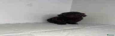 Chocolate girl 