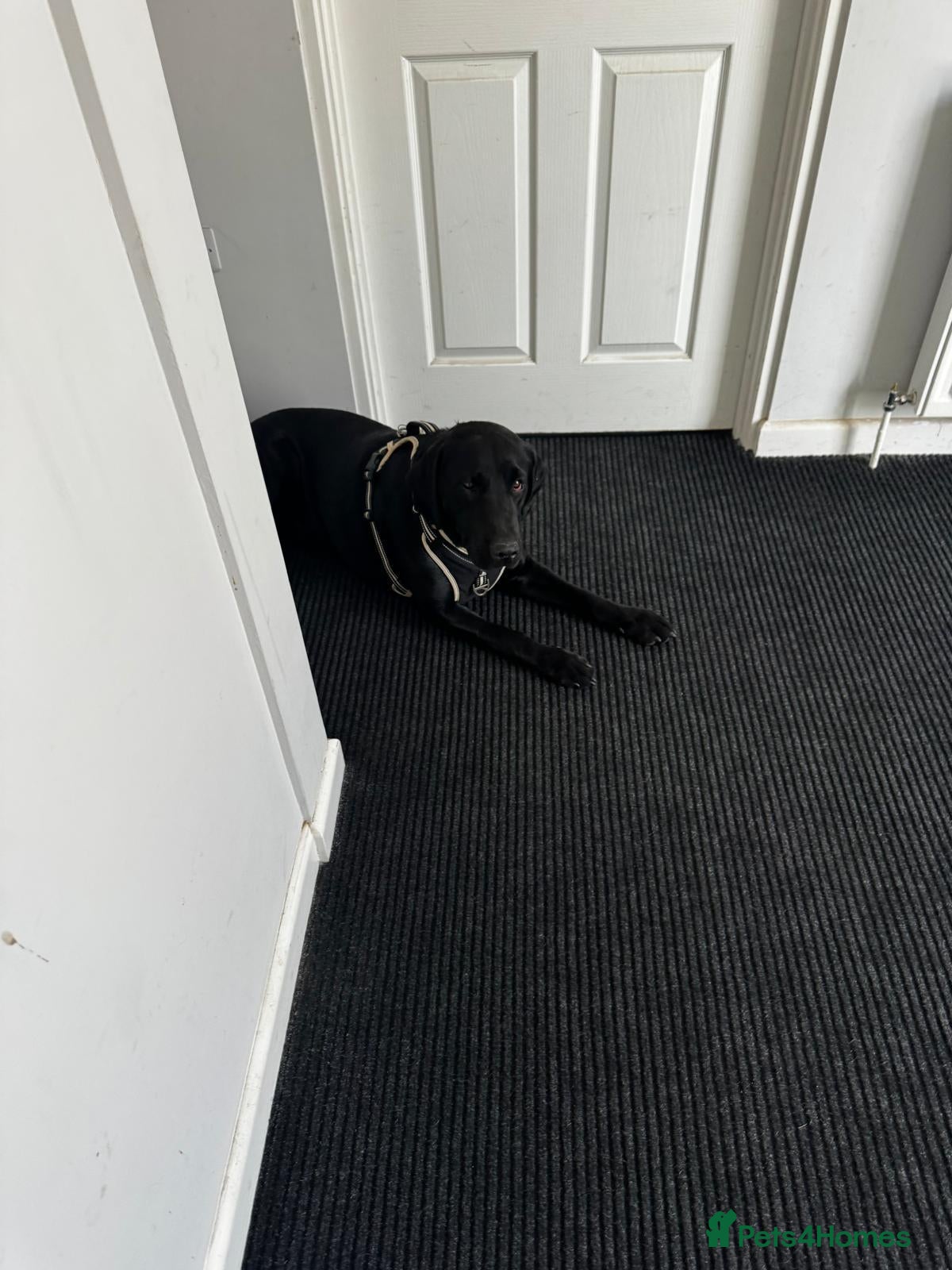 Labrador Retriever dogs Rex and Charlie 2.5 year old brothers - Advert 2