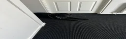 Labrador Retriever dogs for sale: Rex and Charlie 2.5 year old brothers in Hitchin - Advert 2