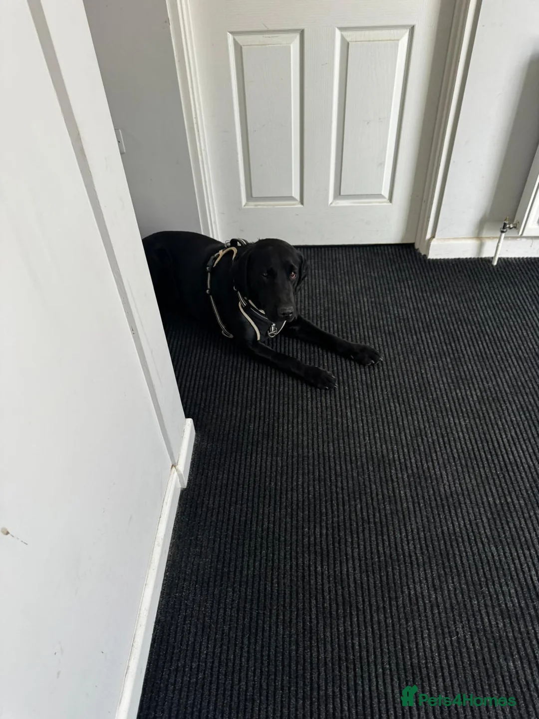 Labrador Retriever dogs for sale: Rex and Charlie 2.5 year old brothers in Hitchin - Advert 2