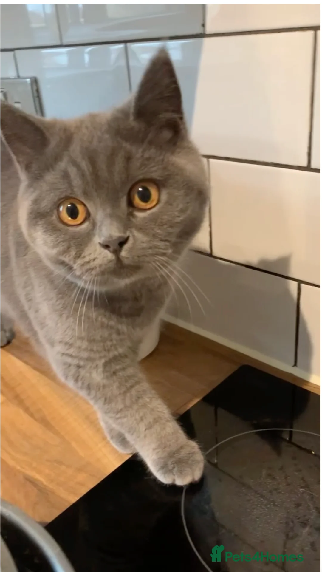 British Shorthair cats for sale: British Shorthair Grey Blue Kittens💛 - Advert 2
