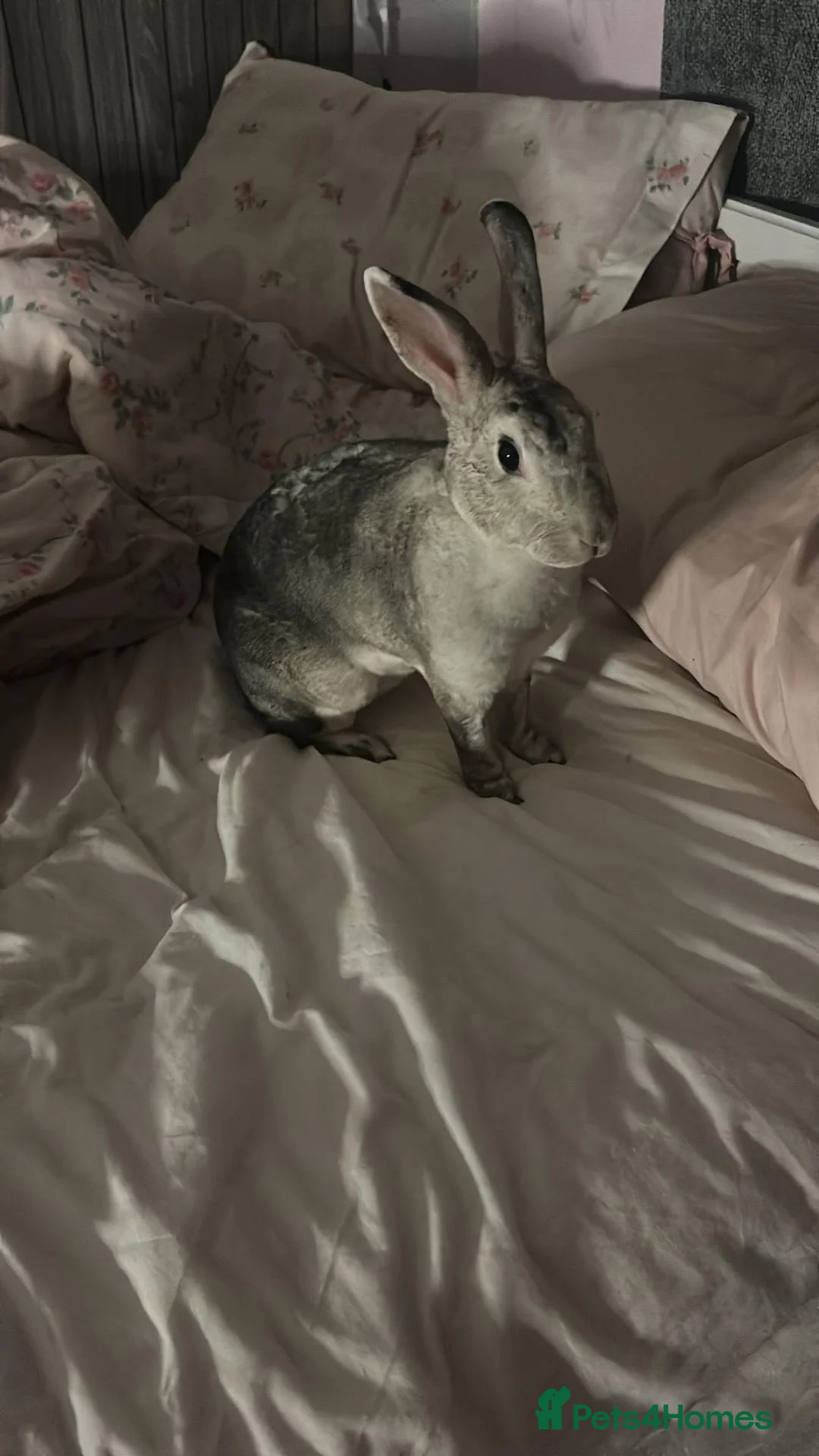 Rex rabbits for sale: Female grey soft rabbit - Advert 2