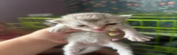 British Longhair cats for sale: British long haired kitten  in Stourbridge - Advert 8