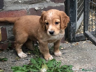 Cocker Spaniel dogs - Advert 8