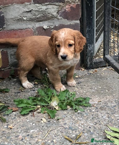 Cocker Spaniel dogs - Advert 5