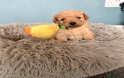 Labradoodle dogs for sale: Miniature labradoodle  - Image 16