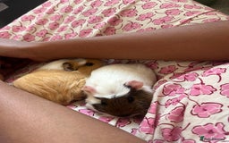 Guinea Pig rodents for sale: 2 Cute Male Guinea Pigs &Complete Kit – Like New - Image 5