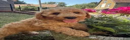 Labradoodle dogs for sale: F1B miniature Labradoodles Health tested 🩷 - Advert 3