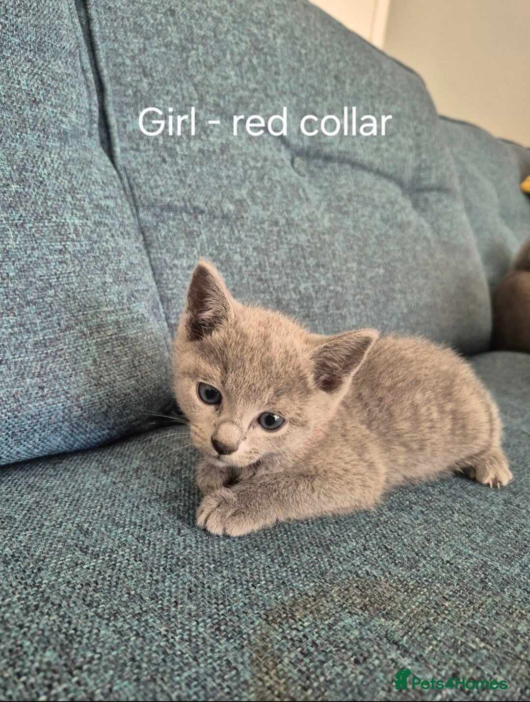 Russian Blue cats for sale: 4 Russian Blue Kittens - Advert 3