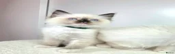 Ragdoll cats for sale: GCCF Ragdoll Sealpoint Mitted kitten - Advert 14