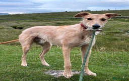 Mixed Breed dogs for sale: Rudy, 3 year old Saluki Greyhound - FREE  - Image 1