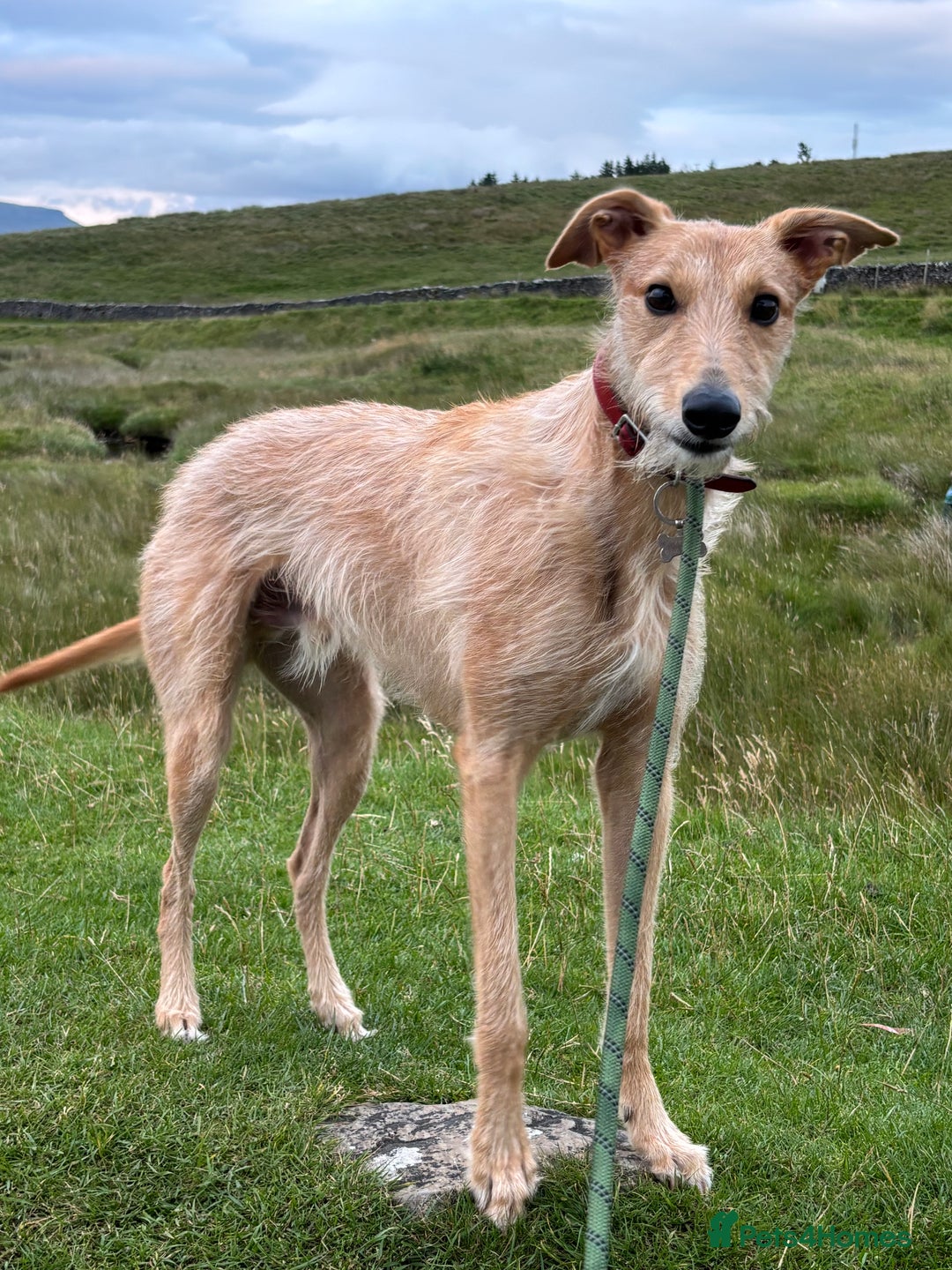 Mixed Breed dogs for sale: Rudy, 3 year old Saluki Greyhound - FREE  - Image 1