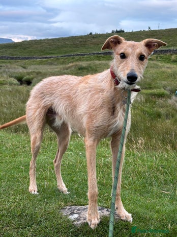 Mixed Breed dogs - Advert 3