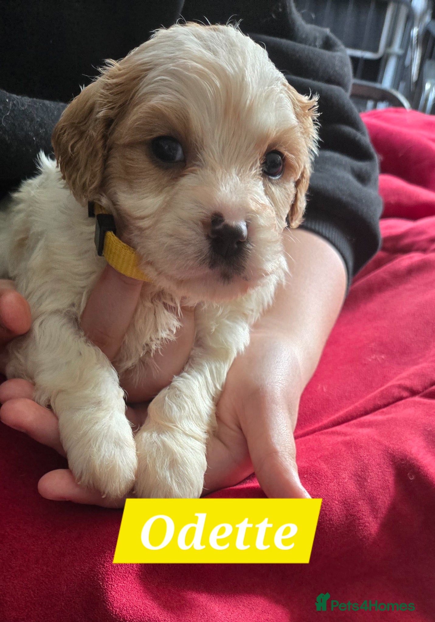 Cavachon dogs Gorgeous Cavachon puppies - Advert 2