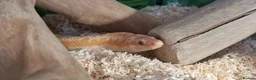 Snake reptiles for sale: Rosy Boa, Albino Coastal Female CB23 - Advert 4