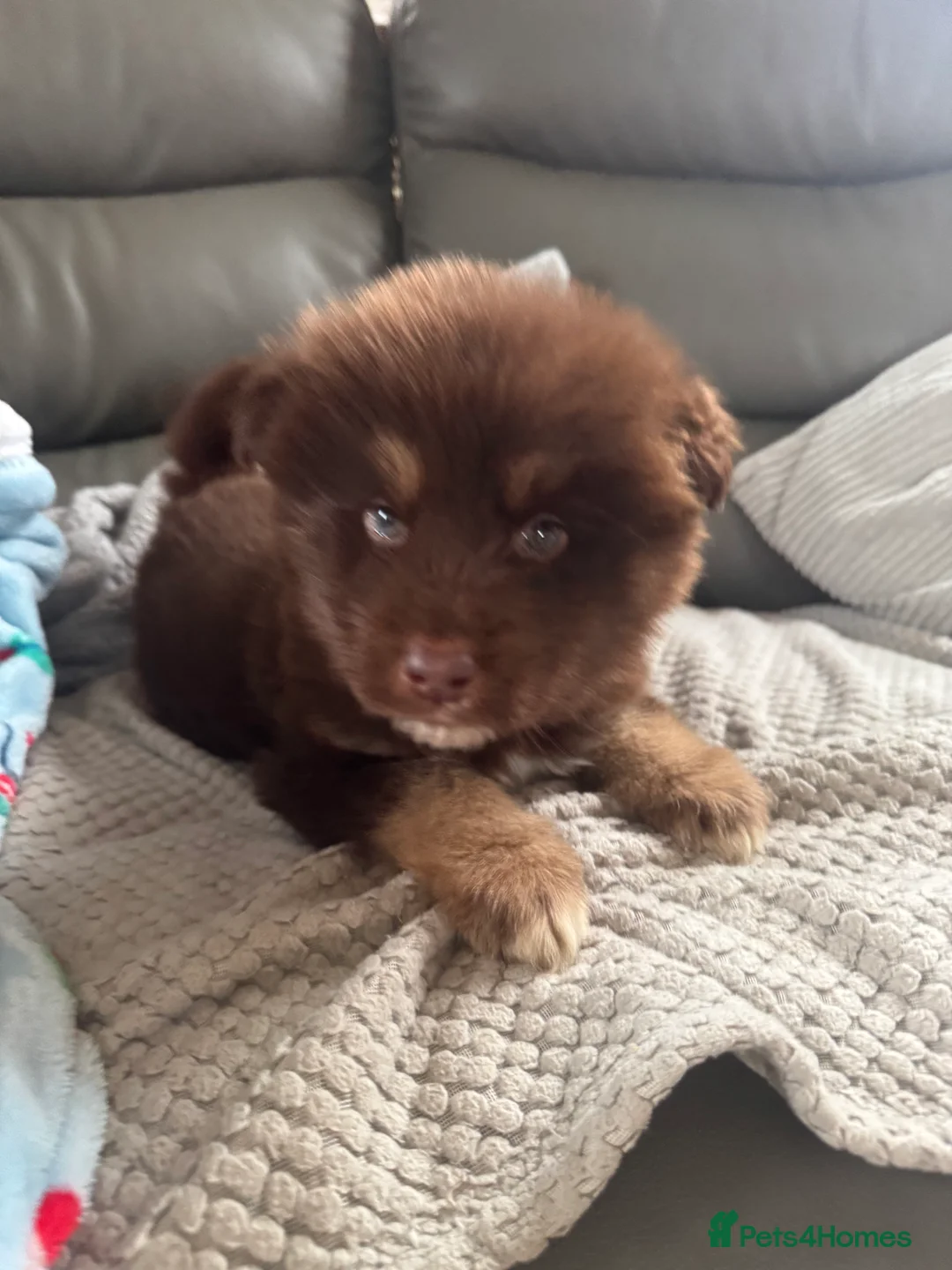 Mixed Breed dogs for sale: German shepherd x malamute puppies  - Advert 19