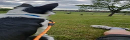Border Collie dogs for sale: Max 7 months  - Advert 3