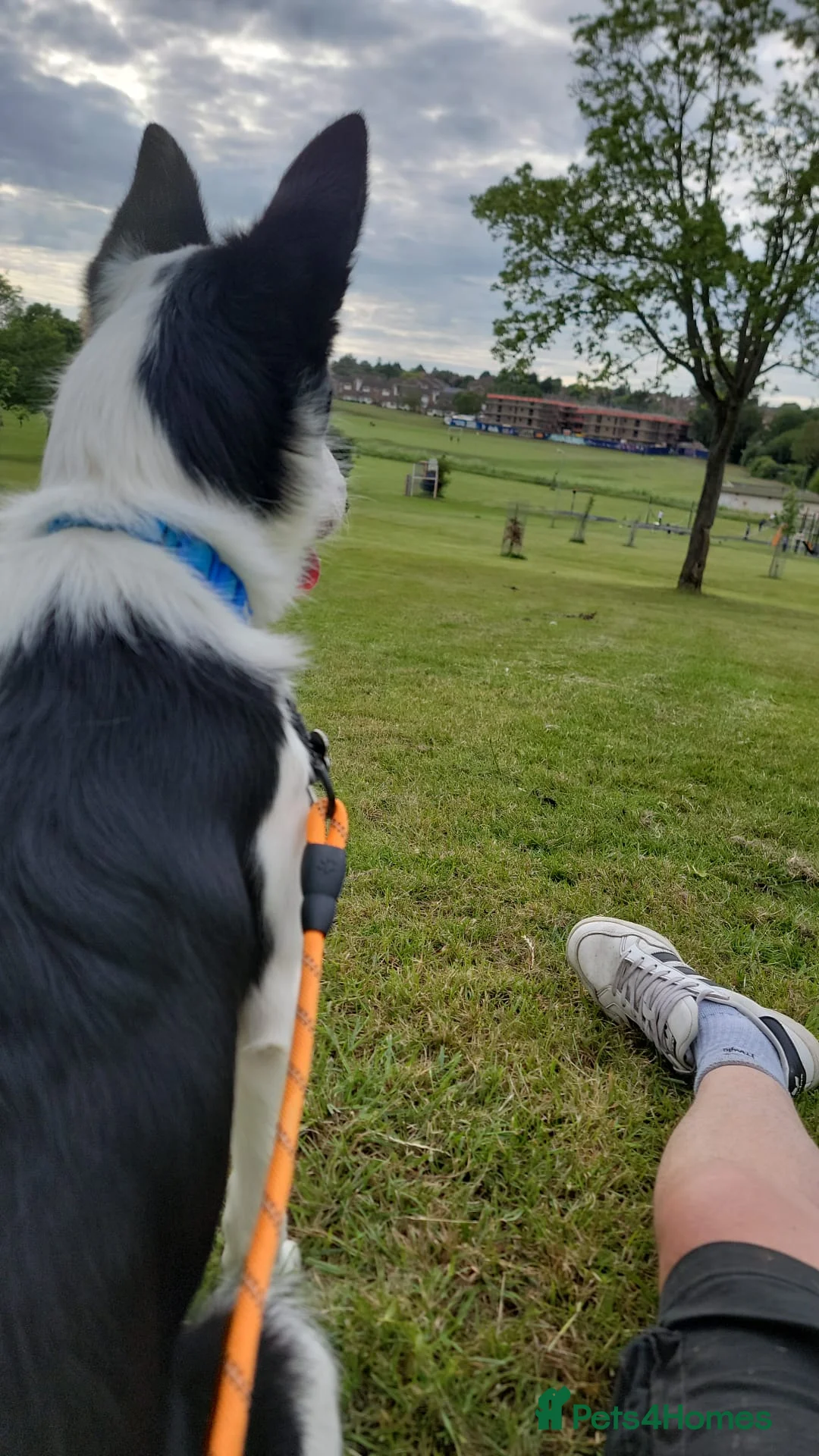 Border Collie dogs for sale: Max 7 months  - Advert 3