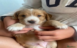 Cocker Spaniel dogs for sale: Golden & Red Working Cocker Spaniel Puppies - Image 15