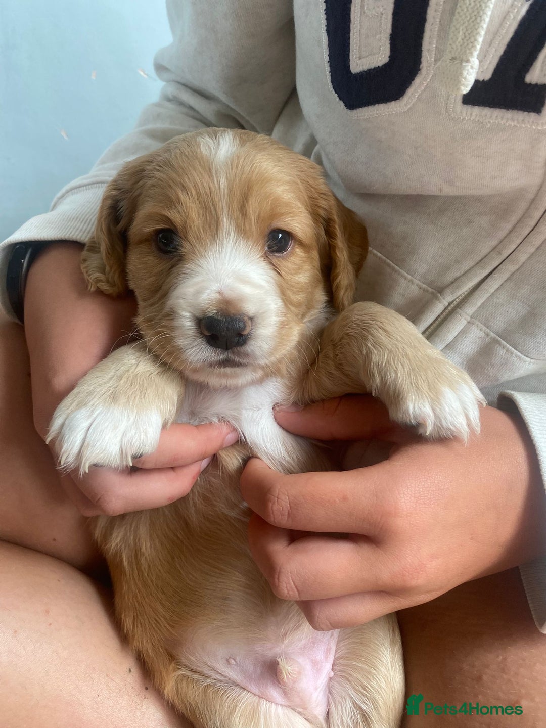Cocker Spaniel dogs for sale: Golden & Red Working Cocker Spaniel Puppies - Image 15
