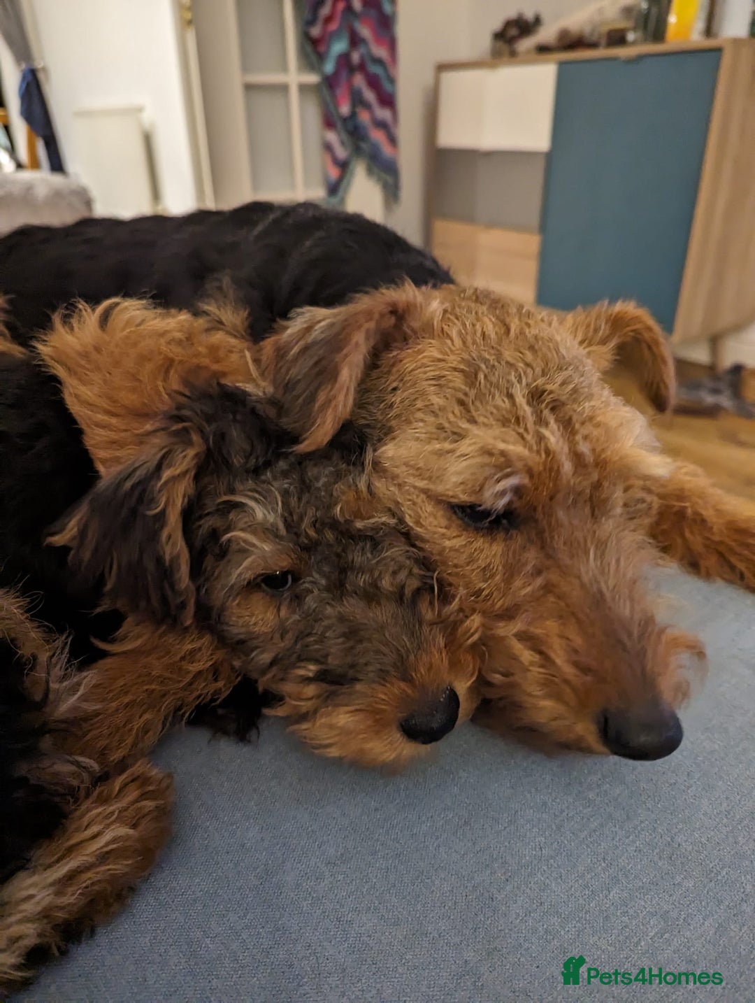 Welsh Terrier dogs for sale: A STUNNING LITTER OF WELSIES - Advert 4