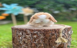 Mini Lop rabbits for sale: ⭐ PEDIGREE MINI LOP BABY BUNNIES ⭐  - Image 9