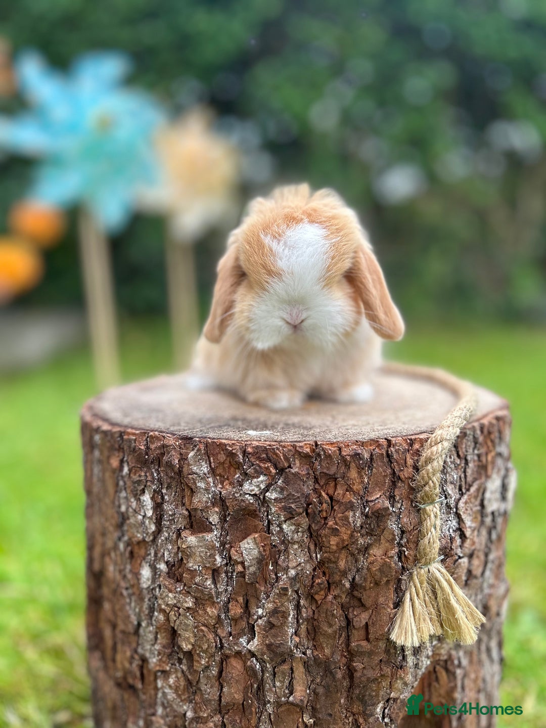 Mini Lop rabbits for sale: ⭐ PEDIGREE MINI LOP BABY BUNNIES ⭐  - Image 9
