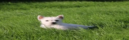 West Highland Terrier dogs for sale: West Highland Terrier (Westie) Puppies for Sale - Advert 14