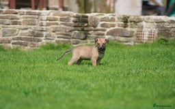 Lurcher dogs for sale: Rough coated lurcher puppies  - Image 9