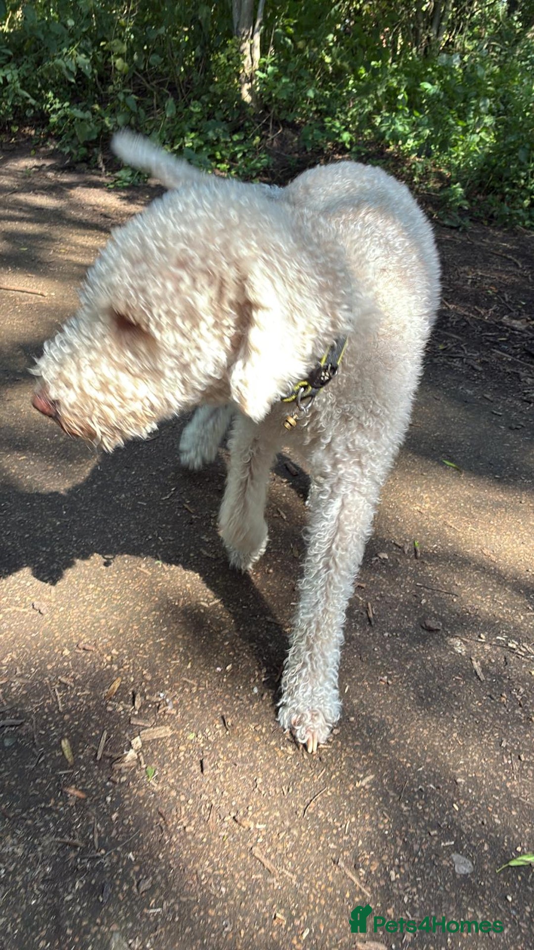Mixed Breed dogs for sale: Bedlington whippet cross.  - Image 3