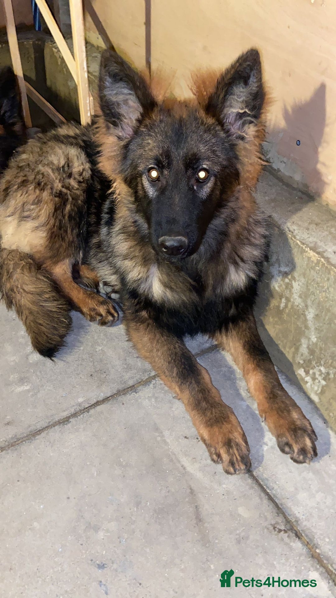 German Shepherd dogs for sale: German Shepherd puppy Kc registered champion lines - Advert 2