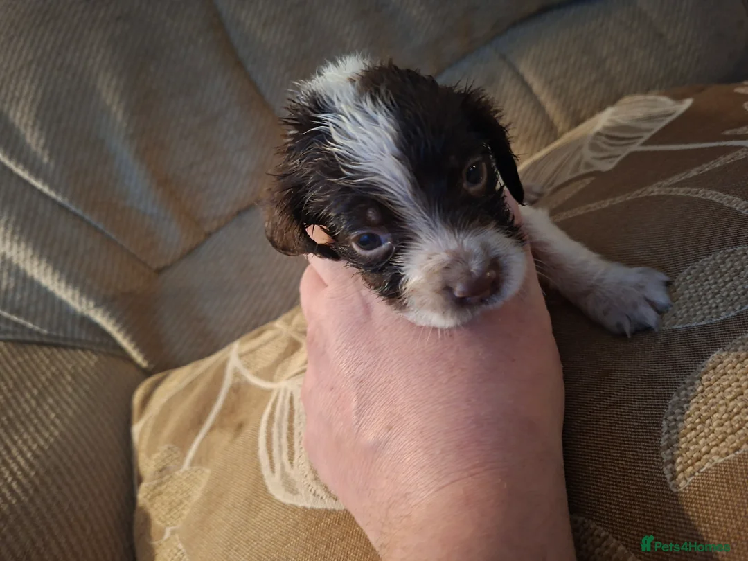 English Springer Spaniel dogs for sale: Litter of beautiful springer spaniel  in Louth - Advert 19