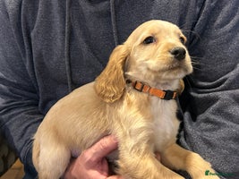 Cocker Spaniel dogs 7 Cocker Spaniel Puppies. 💙💙💙💙🩷🩷🩷 - Advert 4