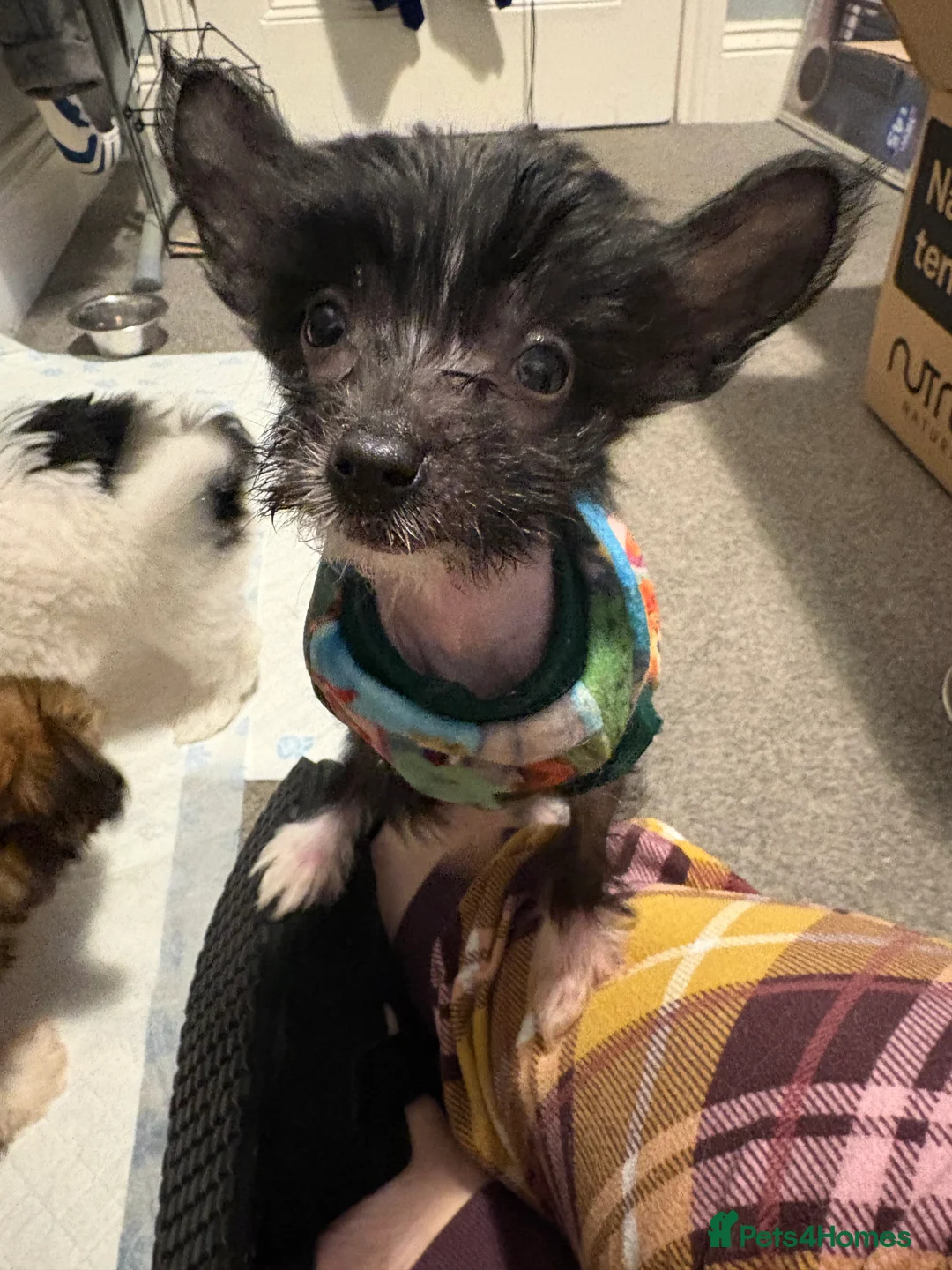 Chinese Crested dogs for sale: Stunning Chinese Cresteds - Advert 7