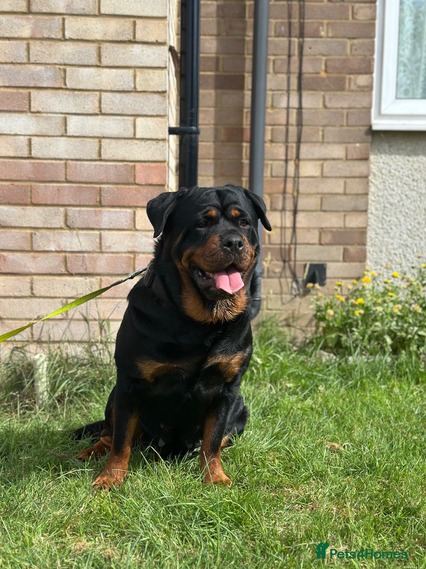 Rottweiler dogs Female Rottweiler  - Advert 6