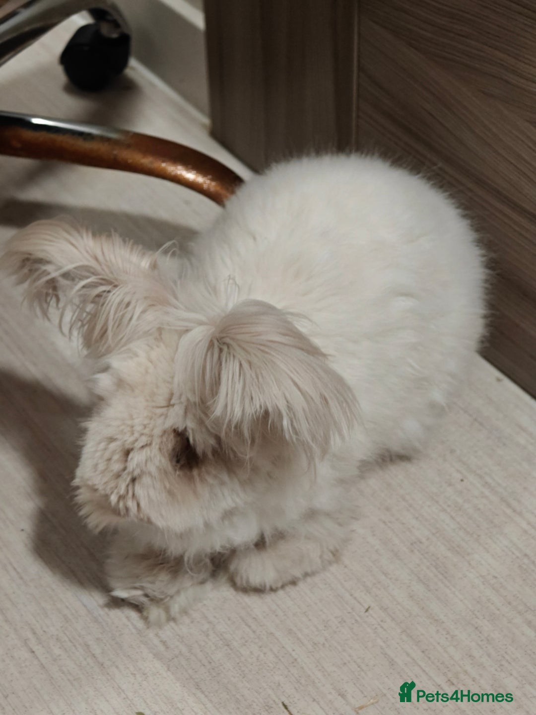 Angora rabbits for sale: Angora Rabbits  - Advert 1