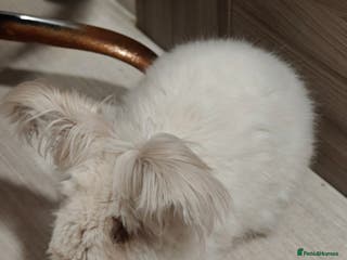 Angora rabbits Angora Rabbits - Advert 1