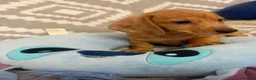 Miniature Dachshund dogs for sale: Beautiful Miniature Puppy Dachsung  - Advert 15