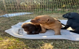 Cockerdor dogs for sale: Beautiful Cockerdor puppies for sale  - Image 11